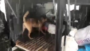Narkotik köpeği Eris, Erzurum'da uyuşturucuya geçit vermiyor