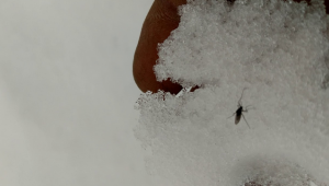 Son cemre toprağa düştü de bizimki nerede?