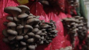 Türkiye'nin ilk yerli ve milli mantar çeşitleri Yaprak77 ve Soylu77 tescillendi