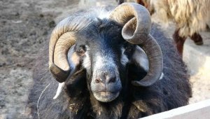 4 yaşında 4 boynuzu ile dikkat çekti