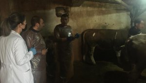 Aşkale'de hayvan hastalıkları inceleniyor