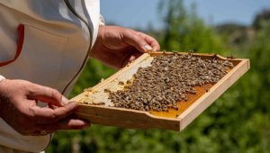 Dünyaca bilinen Zara balı tescillendi