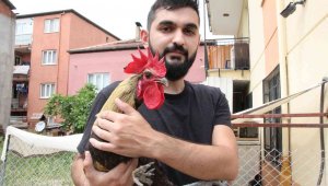 Dünyaya ün salan bayılan horoz öldü