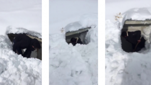 Erzurum'da 2300 rakımlı köyde okul kar altında kayboldu