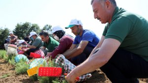 Kooperatif ve birliklere yüzde 75 hibe desteği