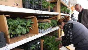 Oltu'da fide sezonu başladı