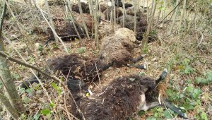 Önce bir koyun sonra sürünün tamamı atladı