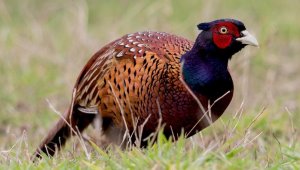 Samsun tüm Türkiye'ye sülün dağıtacak