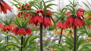 Ters laleler çiçek açtı