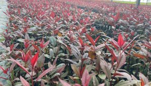 Türkiye fidan üretiminde dünya devleri arasında