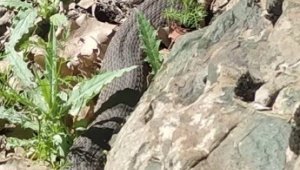 Elazığ'da 3 metreyi bulan yılan