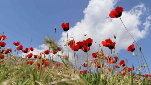 Gelincikler görsel şölen oluşturdu