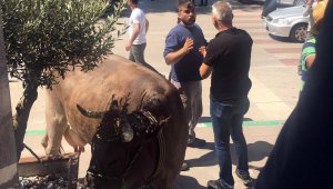 İnekleriyle belediyeyi bastı