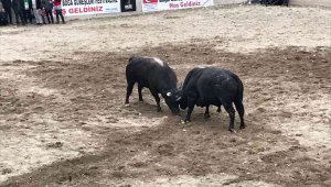 İspir'in boğa güreşleri