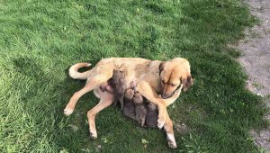 Jandarma köpeği 'Sarı Kız' 4 tilki yavrusuna süt annesi oldu