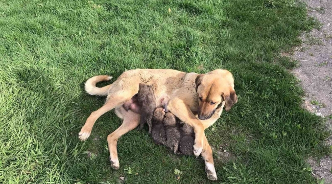 Jandarma köpeği 'Sarı Kız' 4 tilki yavrusuna süt annesi oldu