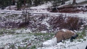 Mayıs ayında kar yağışı sürprizi