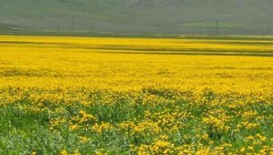 Mayıs çiçekleri görsel sunuyor