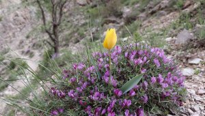 Oltu'da doğal laleler Sitare Dağı'nı süslüyor