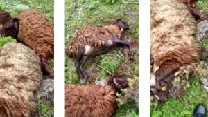 Yıldırım düşen sürüdeki hayvanlar telef oldu