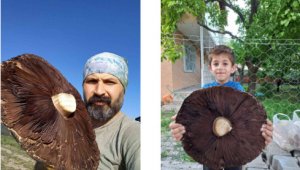 6 kiloluk devasa mantarlar görenleri şaşırttı