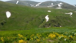 Ardahan'da yayla yolculuğu başladı
