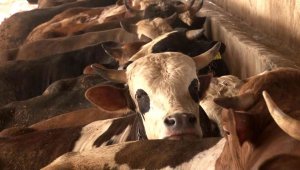 Kurbanlık alacak vatandaşlara uyarı