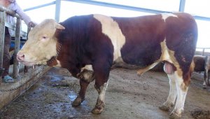  'Kral' kurbanlık 50 bin TL'ye alıcısını bekliyor