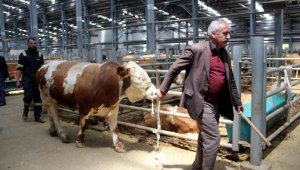 Kurban Bayramı öncesi satıcılar hayvan pazarında yerini aldı