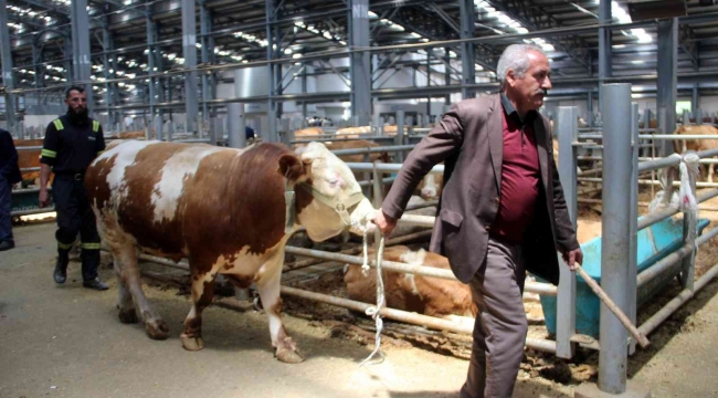 Kurban Bayramı öncesi satıcılar hayvan pazarında yerini aldı