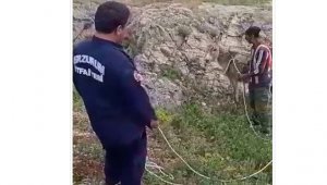 Mağaradaki eşeği itfaiye ekipleri kurtardı