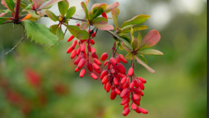 Prof. Dr. Coşkun: "Berberin bitkisinin, akciğer kanser hücrelerinin çoğalmasını önleyici etkisi gösterildi"