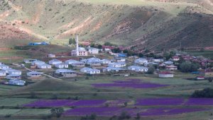 Şenkaya'nın mor sümbüllü bağları