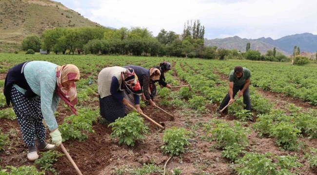 Tarlada çapalama işin eğlenceye çeviriyorlar