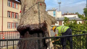 Trabzon'da 86 adet anıt ağaç tescil edildi