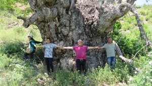 Gövde genişliği 9 metre 22 santimetre