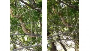 Türkiye'nin en zehirli yılanı...