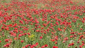 Yaban gülleri mest etti