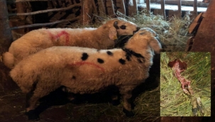 Ahırdan kaçan kurbanlık koç kurtlara yem oldu