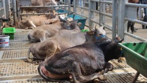 Avrupa'nın en büyük canlı hayvan pazarında kurban hareketliliği başladı