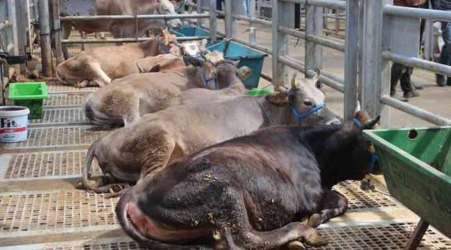 Avrupa'nın en büyük canlı hayvan pazarında kurban hareketliliği başladı