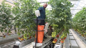 Aziziye'nin Jeotermal Domates Serası'nda hasat zamanı