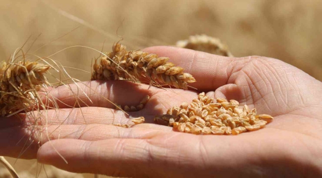 Çiftçilere buğday için kg başına 1 TL, arpa için 0,50 TL...