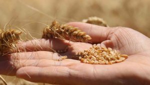 Çiftçilere buğday için kg başına 1 TL, arpa için 0,50 TL...
