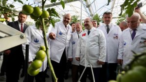 Ilıca domatesinin ilk hasadı 