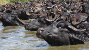 Mandaların göl içindeki keyfi