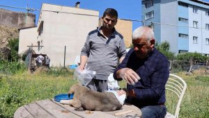 Otomobilin çarptığı yavru köpeğe vatandaş sahip çıktı