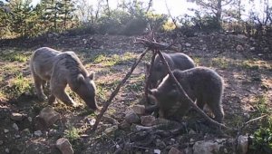 Yavru ayıların fotokapan görüntüleri 