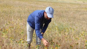 Ağrı Dağı eteklerinde ilk defa aspir bitkisi yetiştirildi