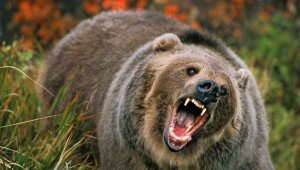 Ayının saldırısına uğrayan yaşlı adam tedavi altına alındı